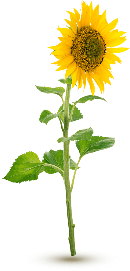 sunflower-oil